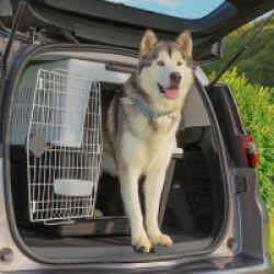 Cage de transport Ferplast Atlas Car pour chien