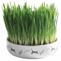 Ecuelle en céramique avec herbe à chats