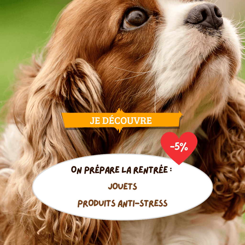 On prépare la rentrée : jouets d'occupation et Produits anti-stress