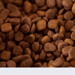 Les croquettes sans céréales sont-elles vraiment meilleures ?
