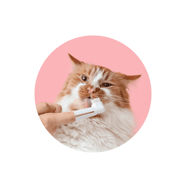 Brosse à dents pour chat