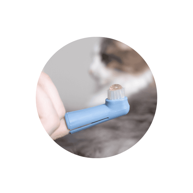 Dentifrice pour chat